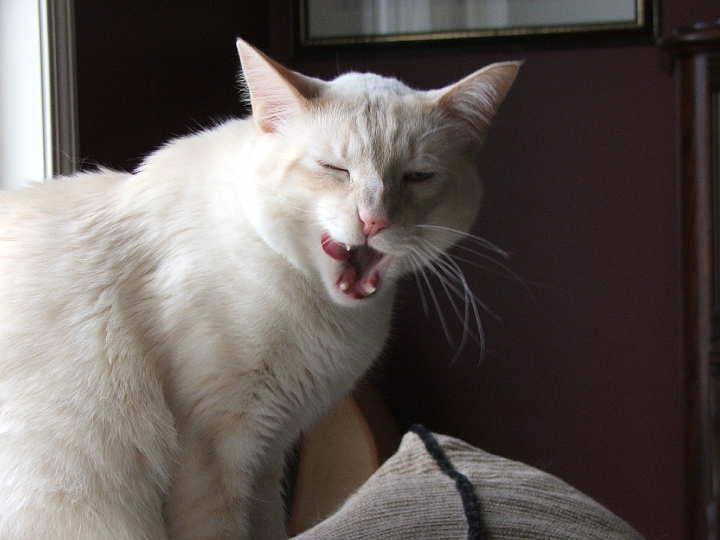 cyrus licking his face.jpg